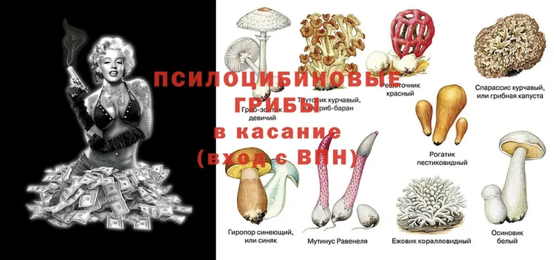 Галлюциногенные грибы MAGIC MUSHROOMS  Давлеканово 